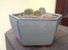 Grup de 3 Turbinicarpus