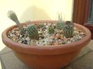 Grup de 6 Turbinicarpus