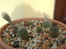 Grup de 6 Turbinicarpus