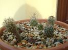 Grup de 6 Turbinicarpus