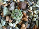 Turbinicarpus alonsoi, Xichu, Guanajuato, Mx