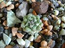 Turbinicarpus alonsoi, Xichu, Guanajuato, Mx