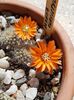 Tot rebutia flavistyla