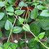 maculata_vinca_vine_plant_579_detail