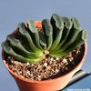 truncata_810