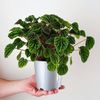 Peperomia-Emerald-Ripple