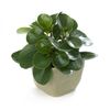 Peperomia-Orba-Plant-1-600x600