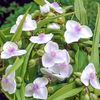 tradescantia-alba