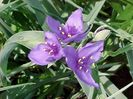 tradescantia