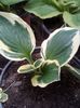 Hosta  francee