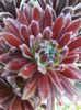 Sempervivum