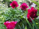 Red Charm
