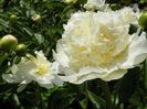 Charlies White