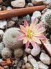 Rebutia heliosa Sunrise