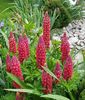 Lupin rosu