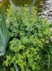 Alchemilla vulgaris-Cretisoara