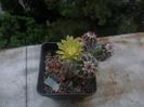 Echinocereus viridiflorus