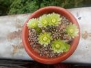 Echinocereus viridiflorus