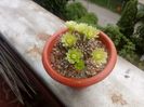 Echinocereus viridiflorus