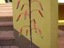 Aloe aristata, tija florala