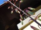 Aloe aristata, tija florala