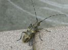 Insecta bizara