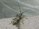 Insecta bizara