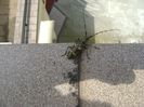 Insecta bizara