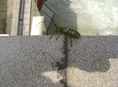 Insecta bizara