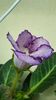 thumbnail - 2019-05-31T221139.366