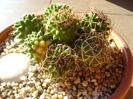 Mammillaria polythele cv. Stachellos & Mammillaria polythele ssp. obconella