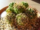 Mammillaria polythele cv. Stachellos & Mammillaria polythele ssp. obconella