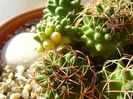 Mammillaria polythele cv. Stachellos & Mammillaria polythele ssp. obconella