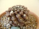 Eriosyce odieri
