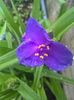 Tradescantia