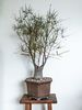 Brachychiton rupestris