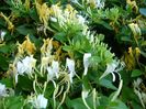 Caprifoi (Lonicera caprifolium)