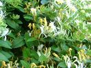 Caprifoi (Lonicera caprifolium)