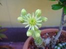 Sempervivum