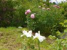 iris sibirica Swan in Flight si paeonia Sorbet