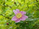 rosa californica