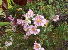 Burnet Irish Marbled