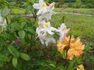 azalea Schneegold si Csardas