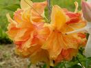 azalea Csardas