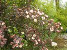 physocarpus Diabolo 2 in 1