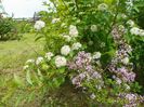 physocarpus Luteus si syringa Palibin