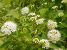 physocarpus Luteus