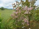 Kolkwitzia amabilis Pink Cloud