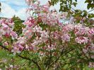 Kolkwitzia amabilis Pink Cloud