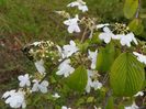 viburnum plicatum Kilimandjaro